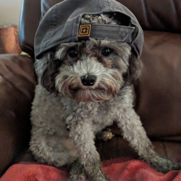 Meet your Posher, Parker - Picture 2 of 2